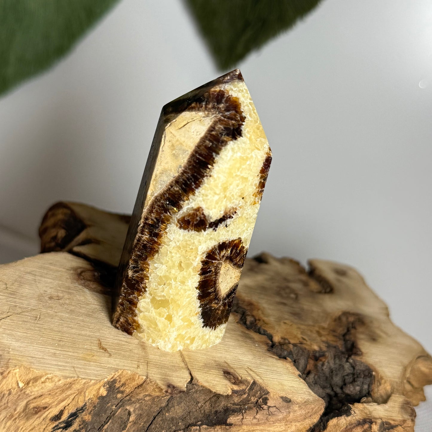 Septarian Point
