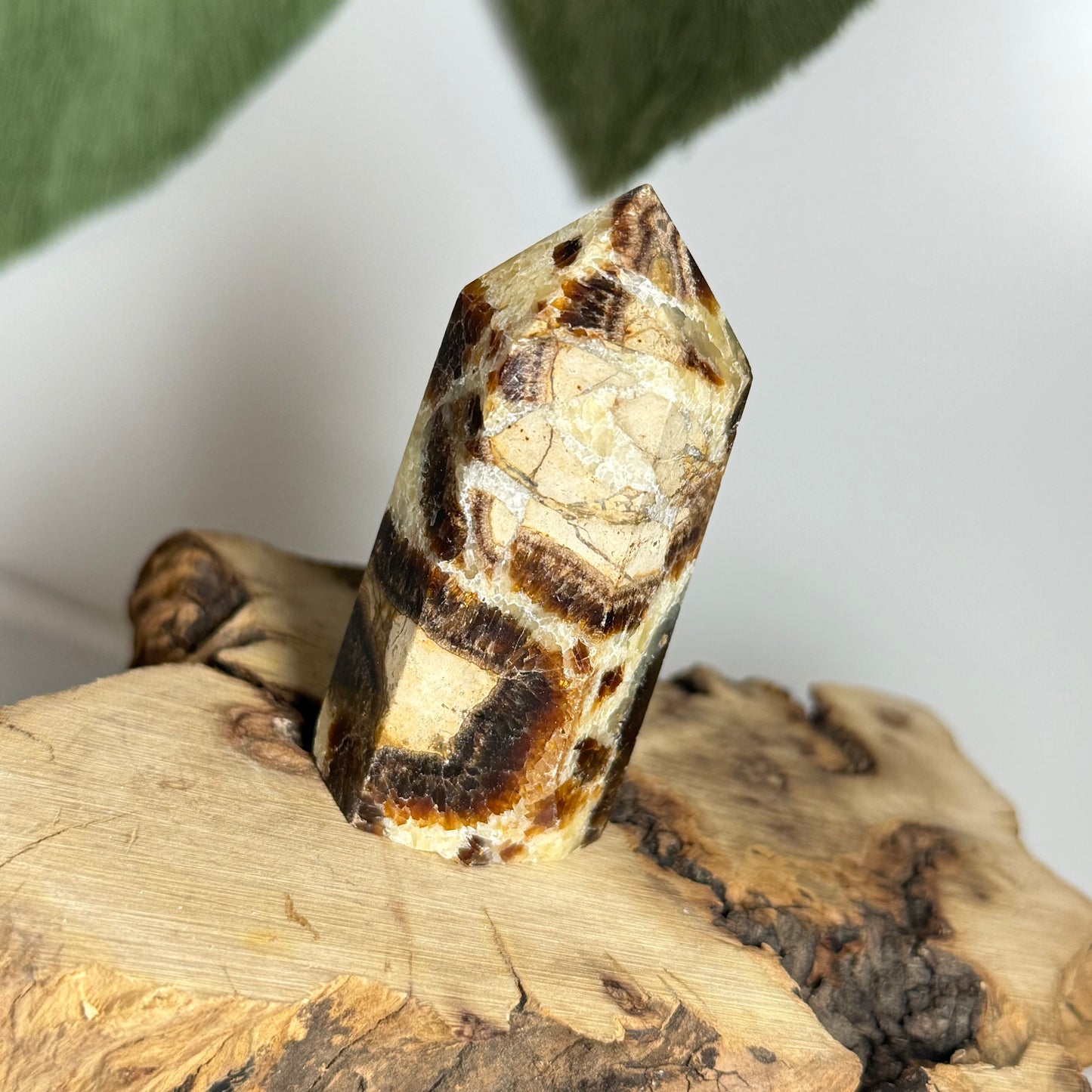 Septarian Point