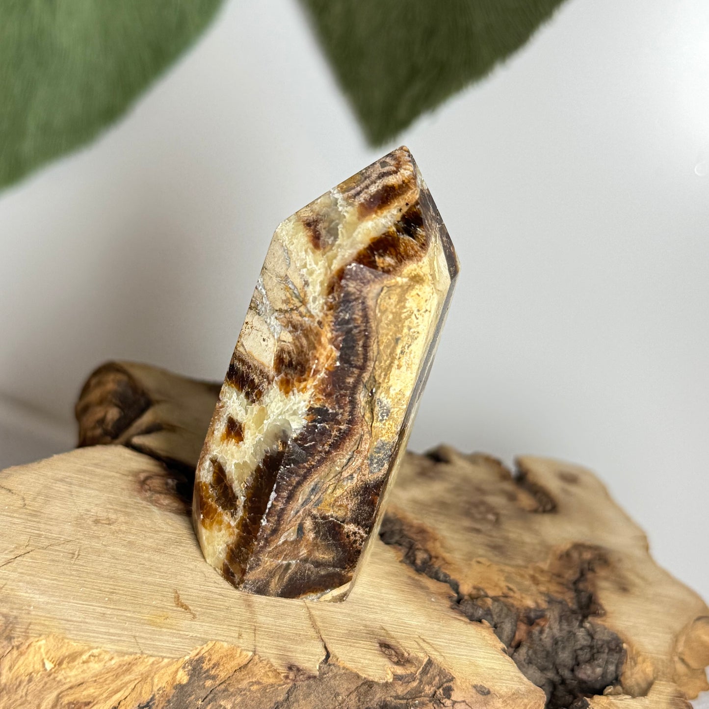 Septarian Point