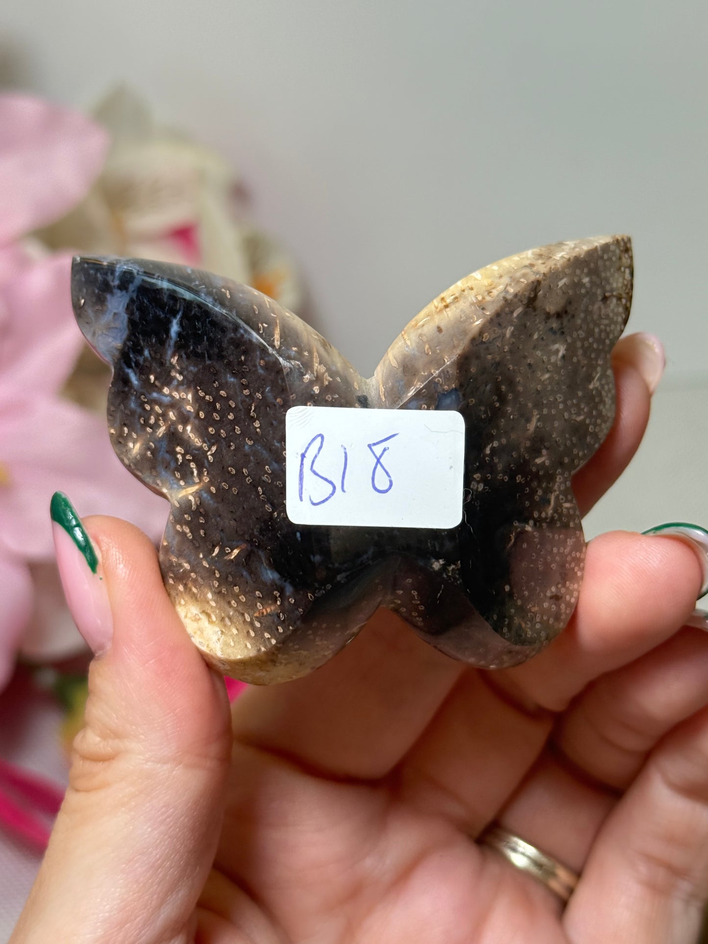 Palm Root Butterfly (Indonesia)