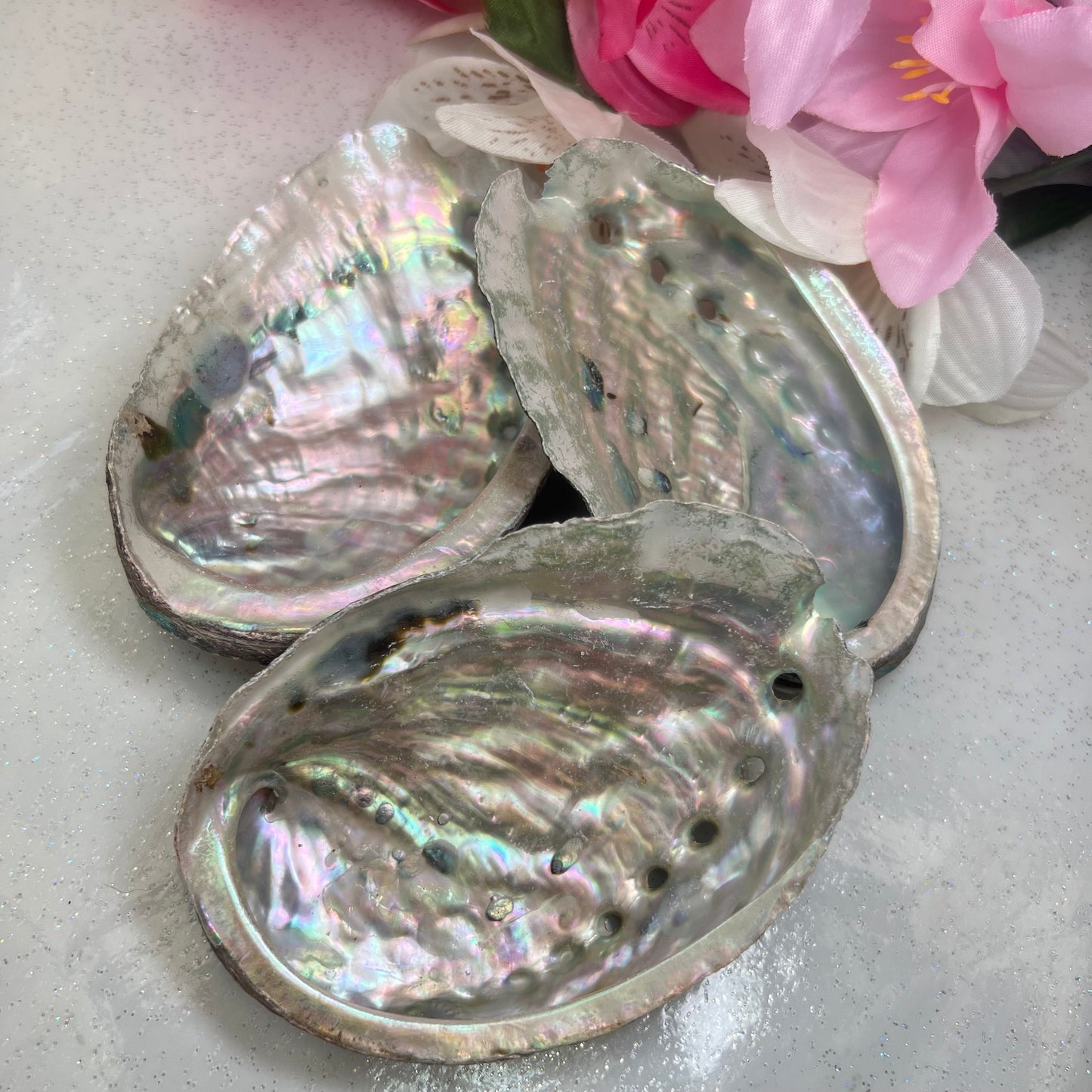 Abalone Shells (11.3-11.8cm)