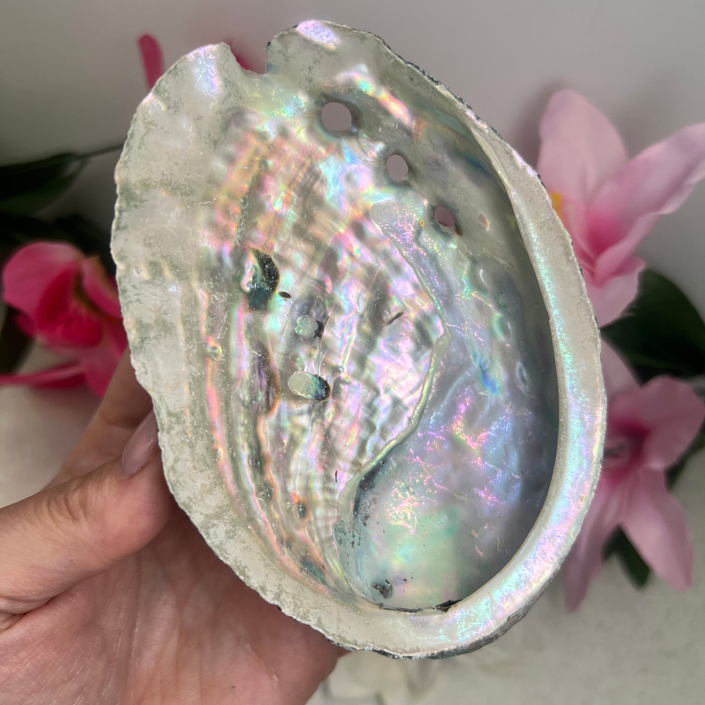 Abalone Shells (11.3-11.8cm)