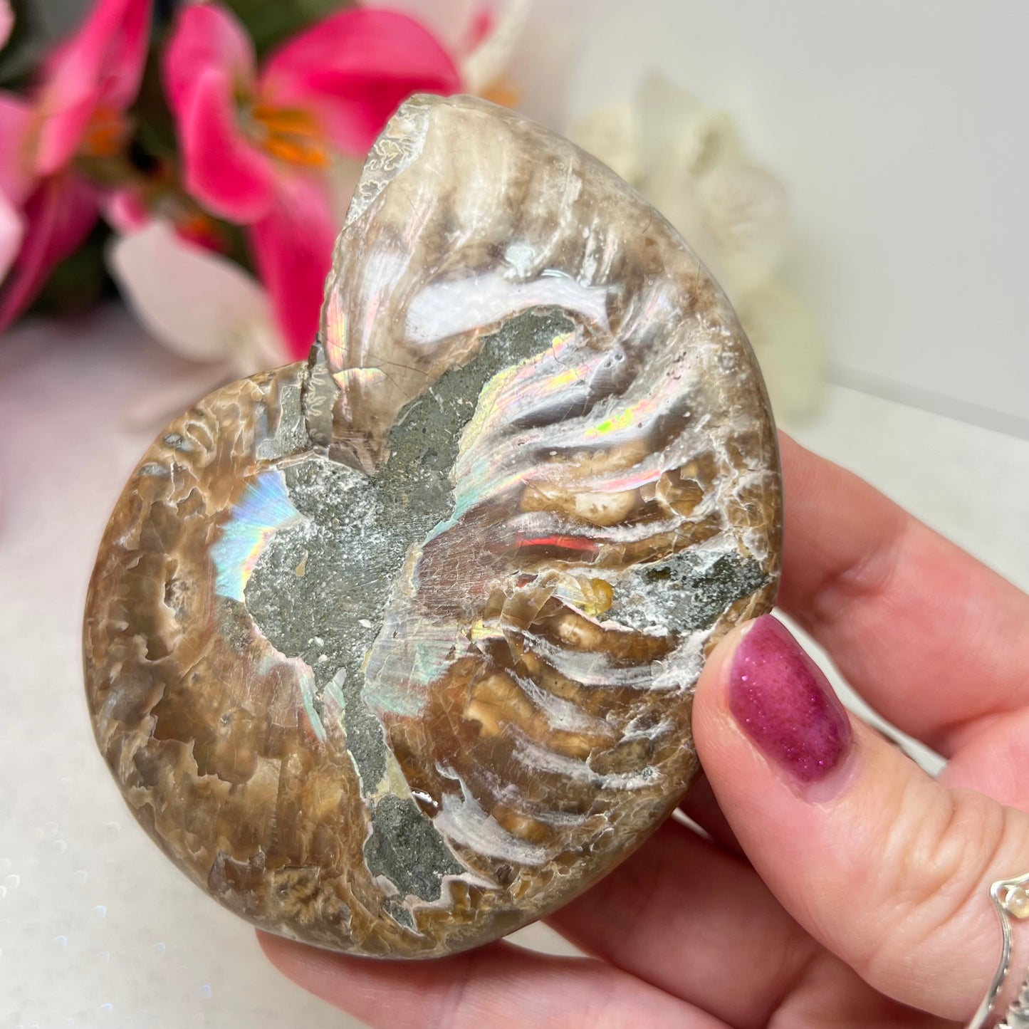 Ammonite Fossil