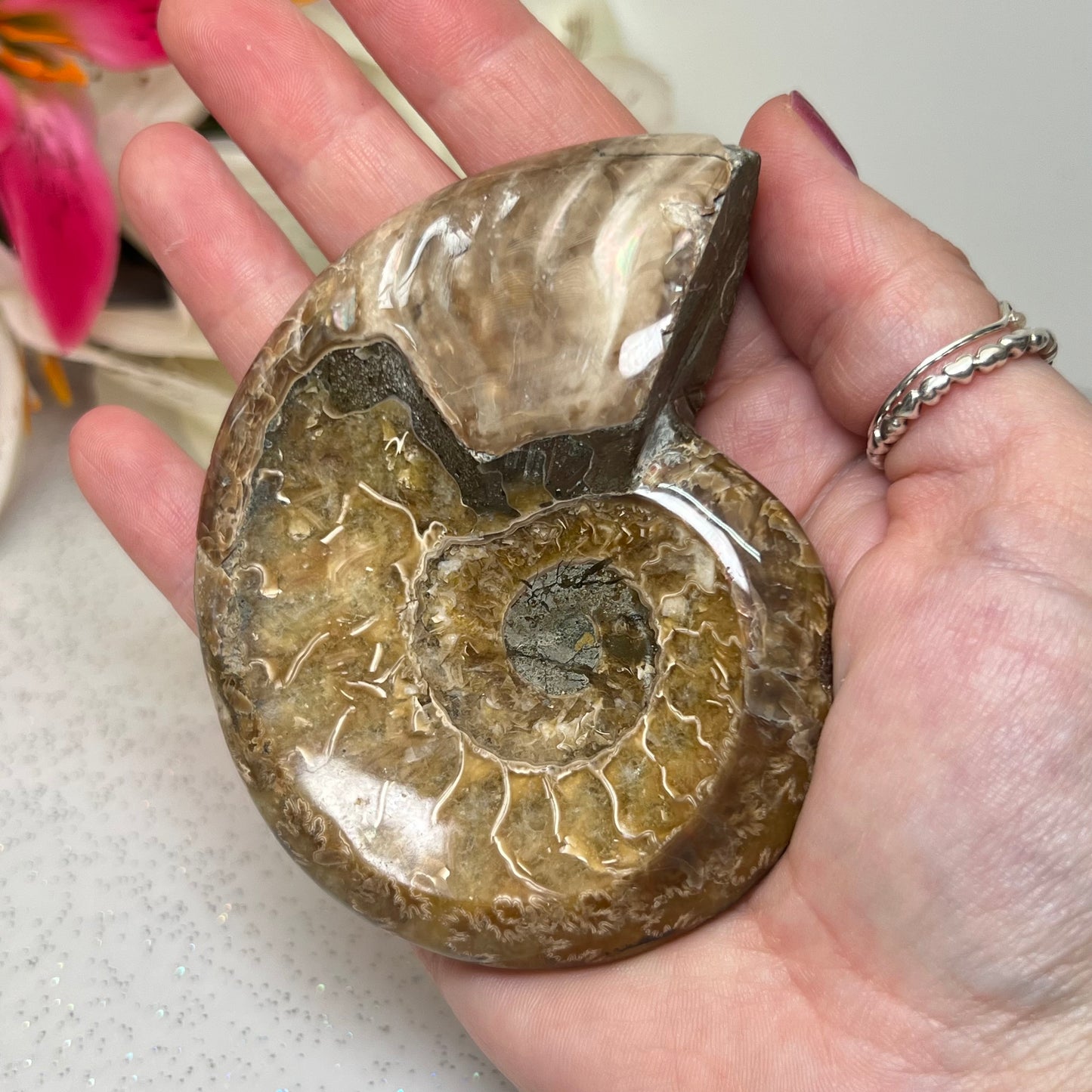 Ammonite Fossil