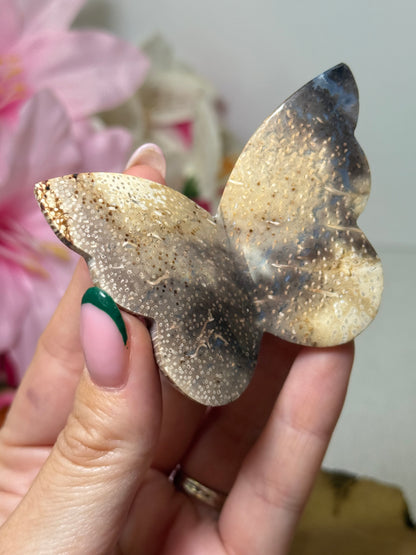 Palm Root Butterfly (Indonesia)