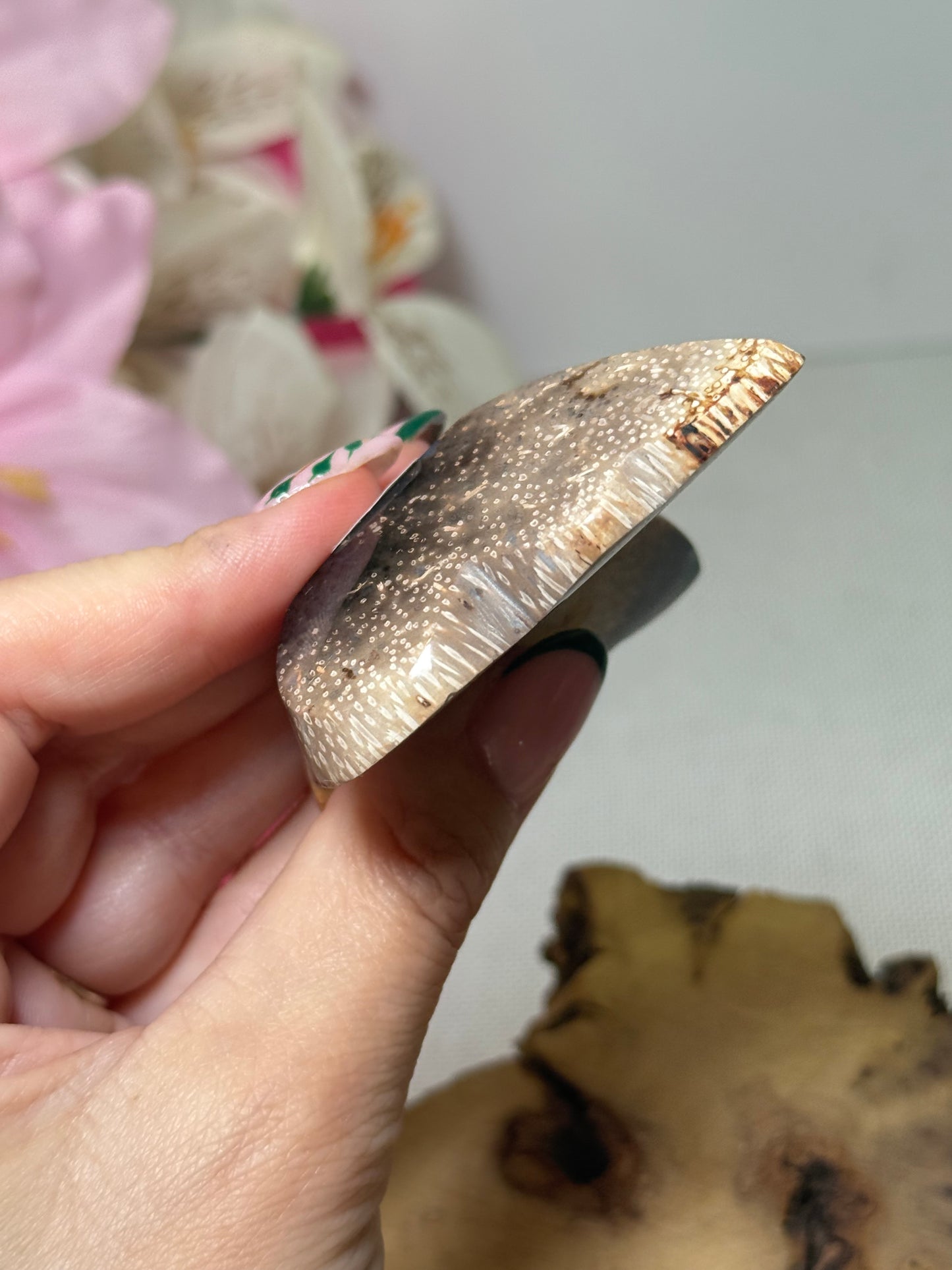 Palm Root Butterfly (Indonesia)