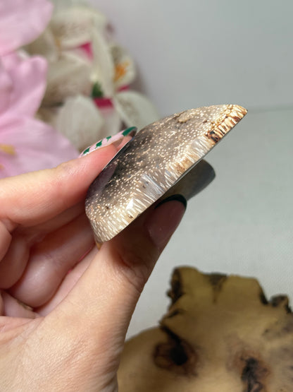 Palm Root Butterfly (Indonesia)