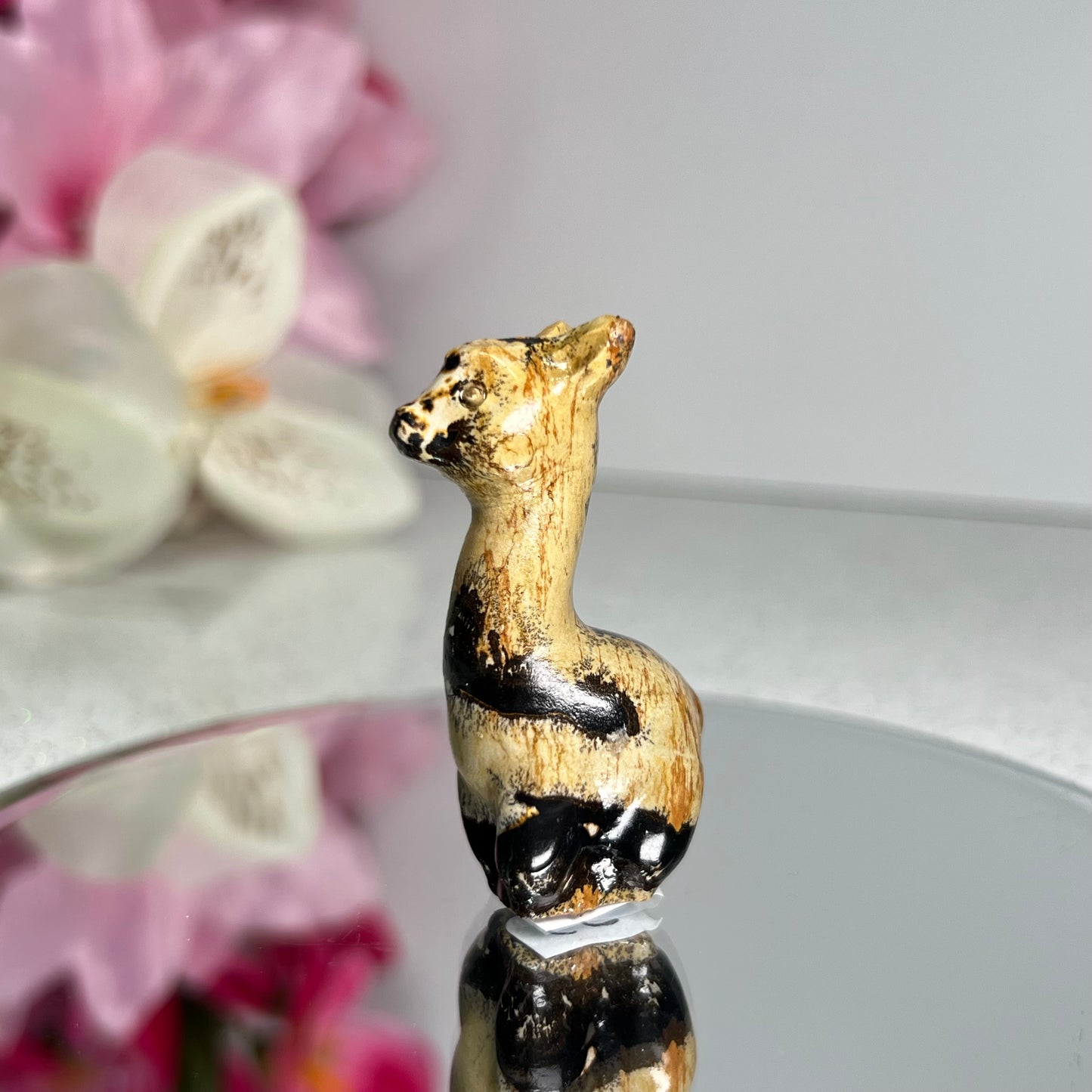 Picture Jasper Llama