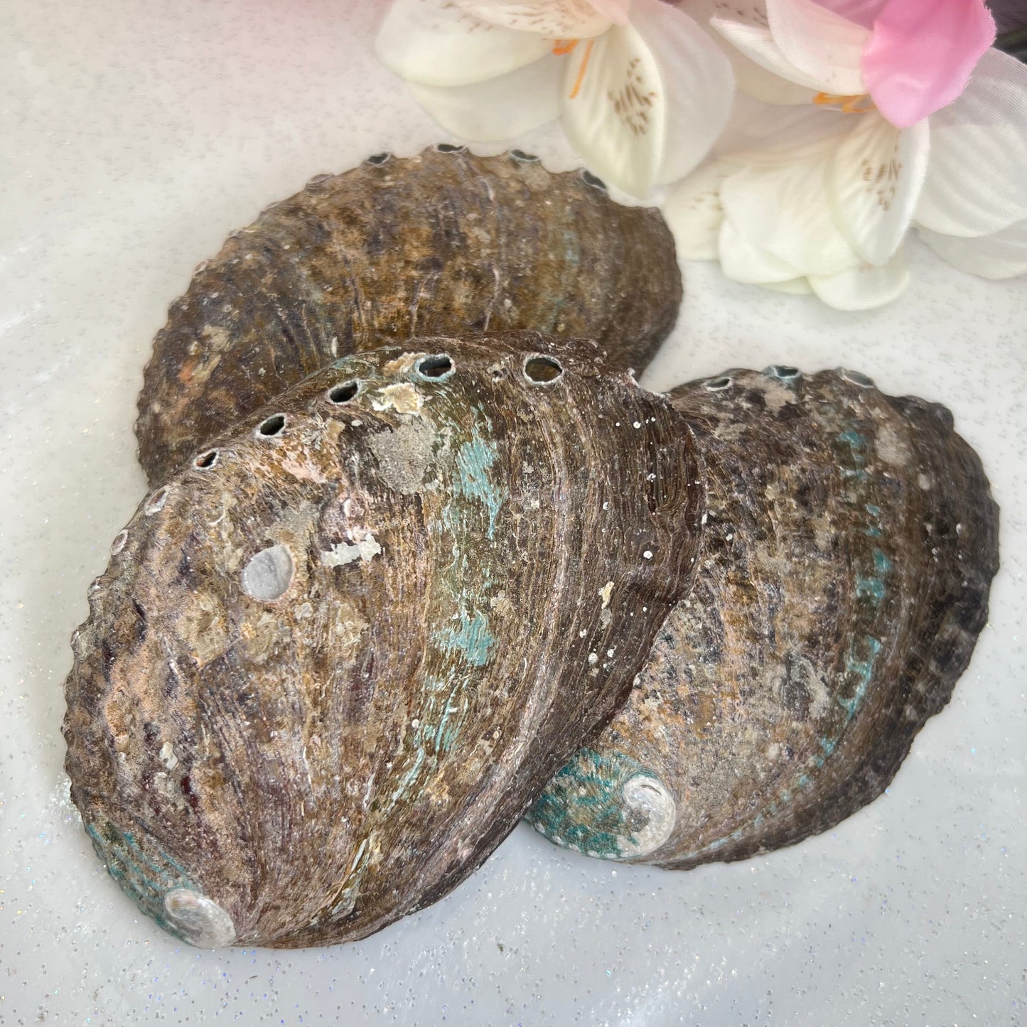 Abalone Shells (11.3-11.8cm)