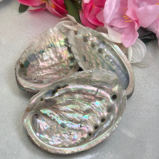 Abalone Shells (11.3-11.8cm)