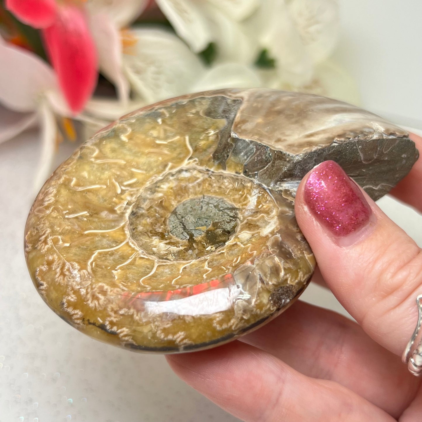 Ammonite Fossil