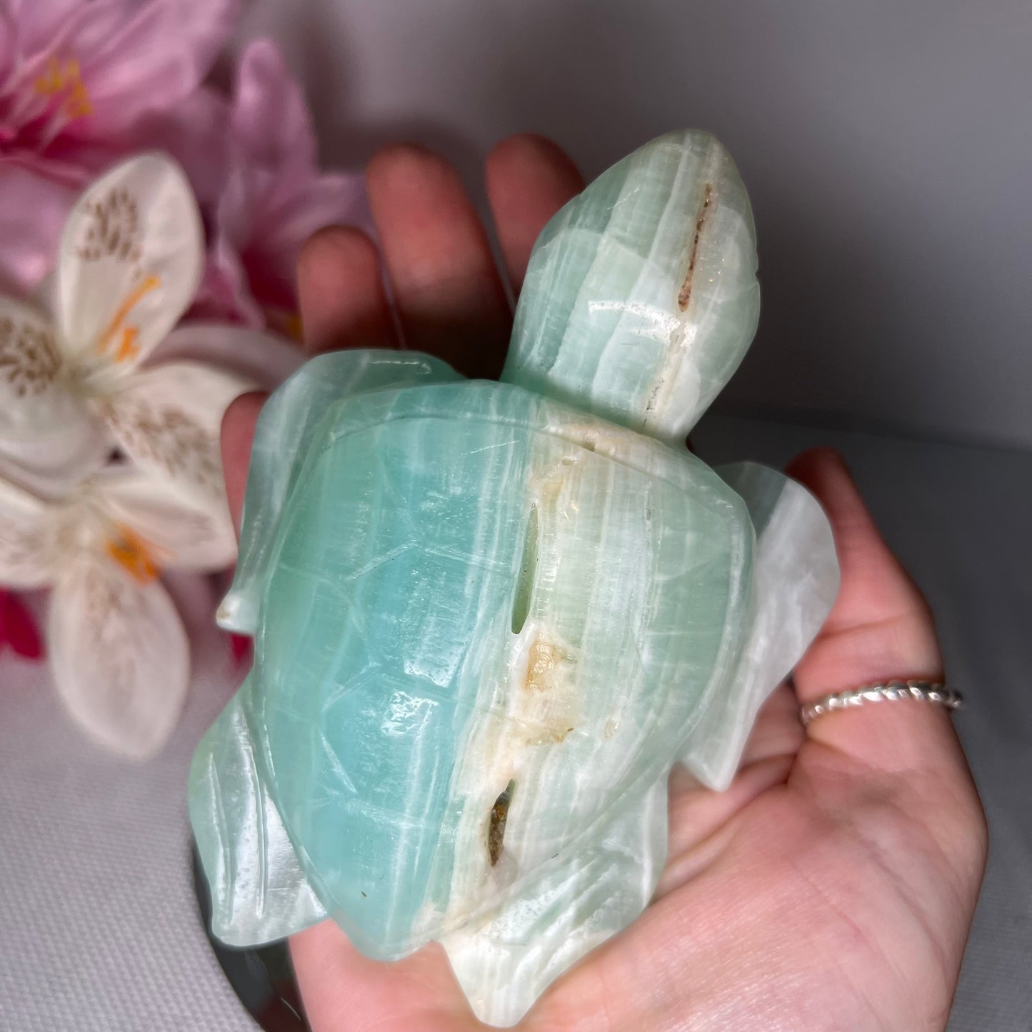 Large Caribbean Calcite Turtle