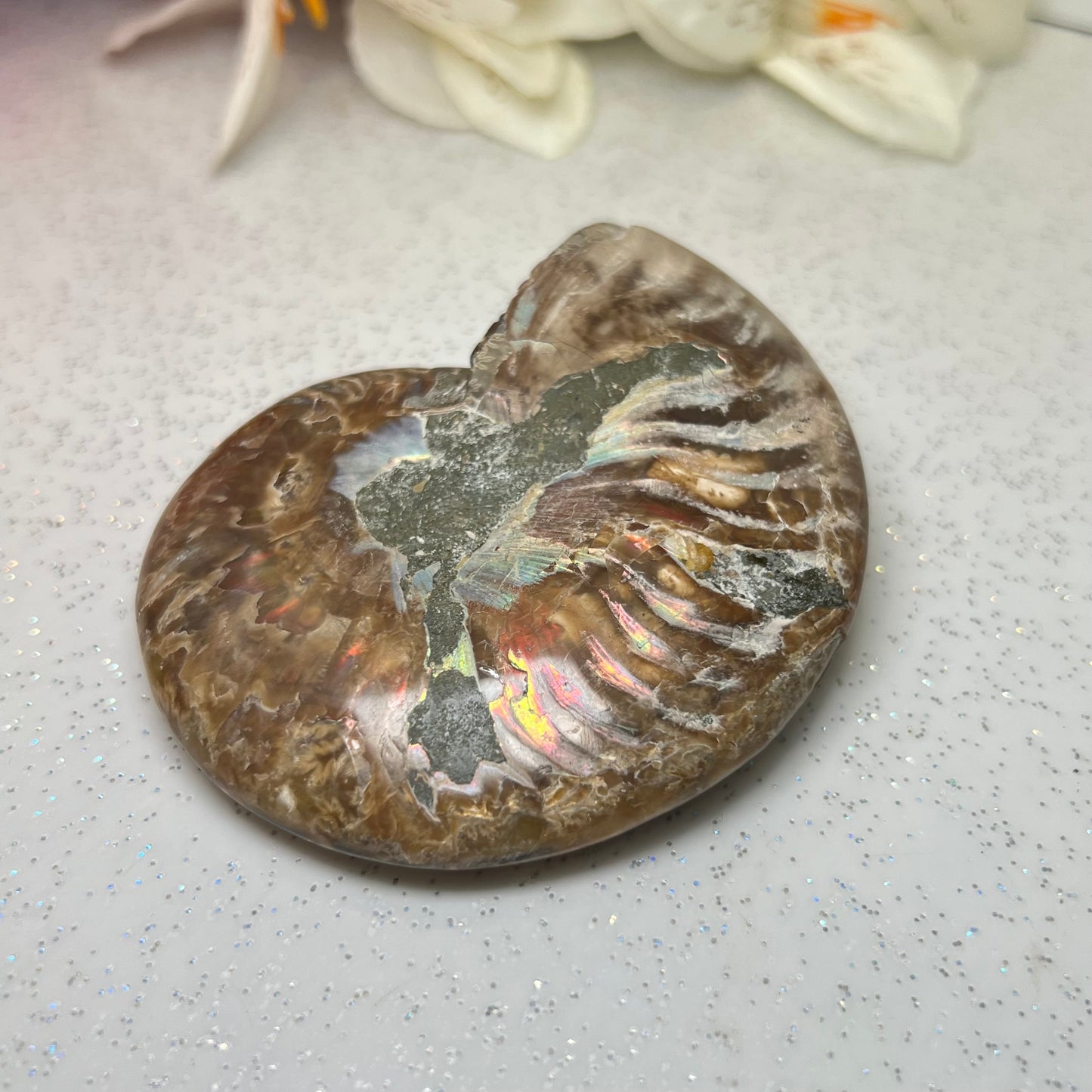 Ammonite Fossil