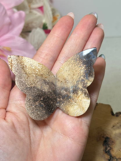 Palm Root Butterfly (Indonesia)