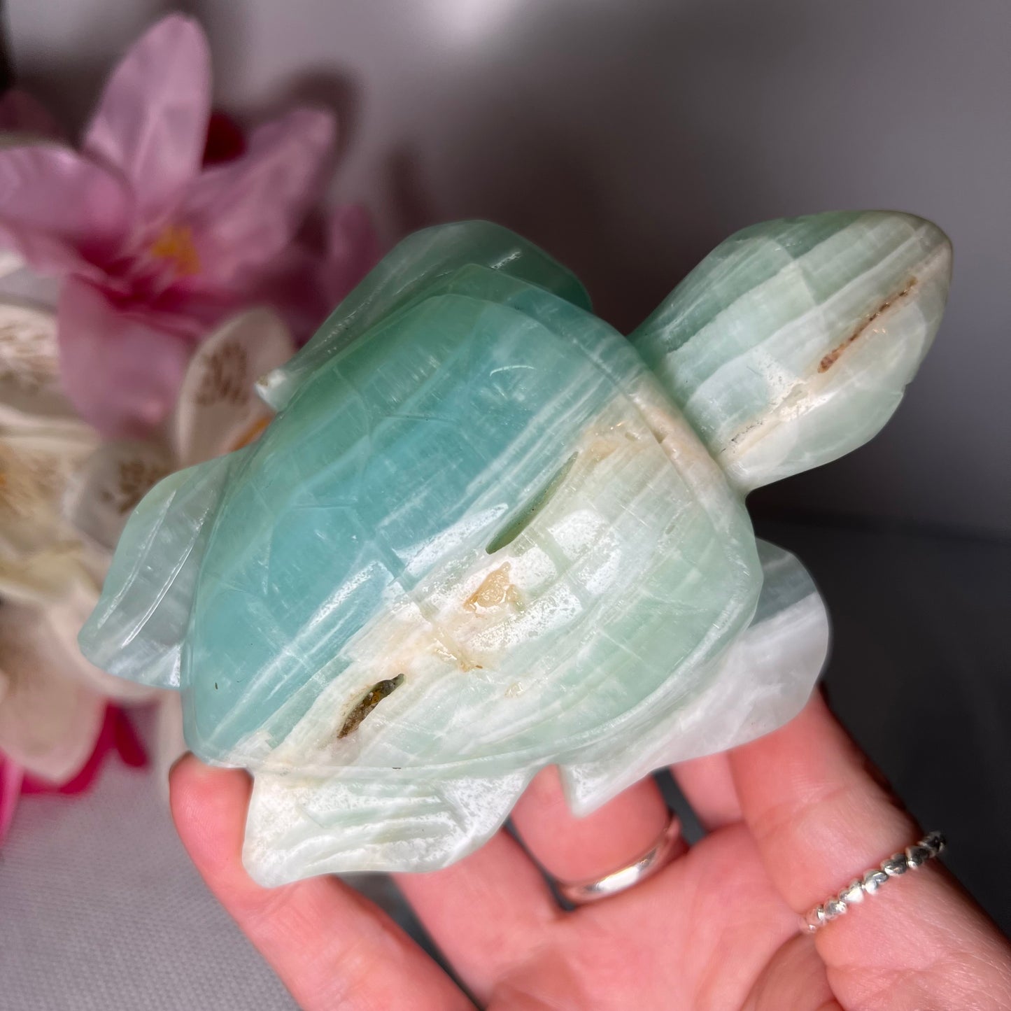 Large Caribbean Calcite Turtle