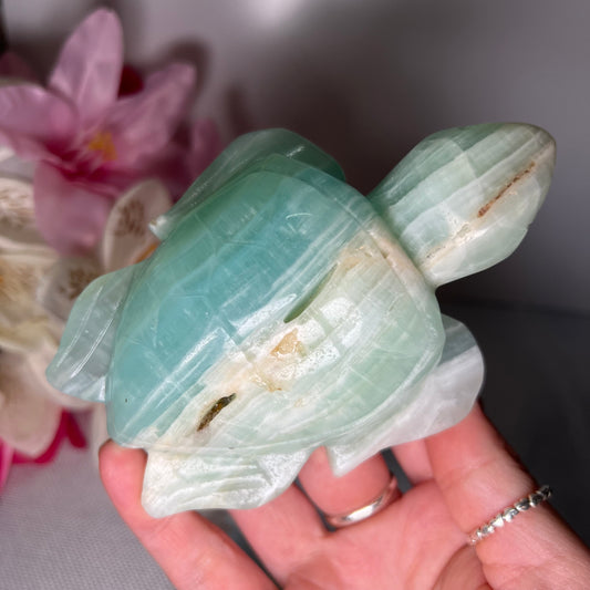 Large Caribbean Calcite Turtle