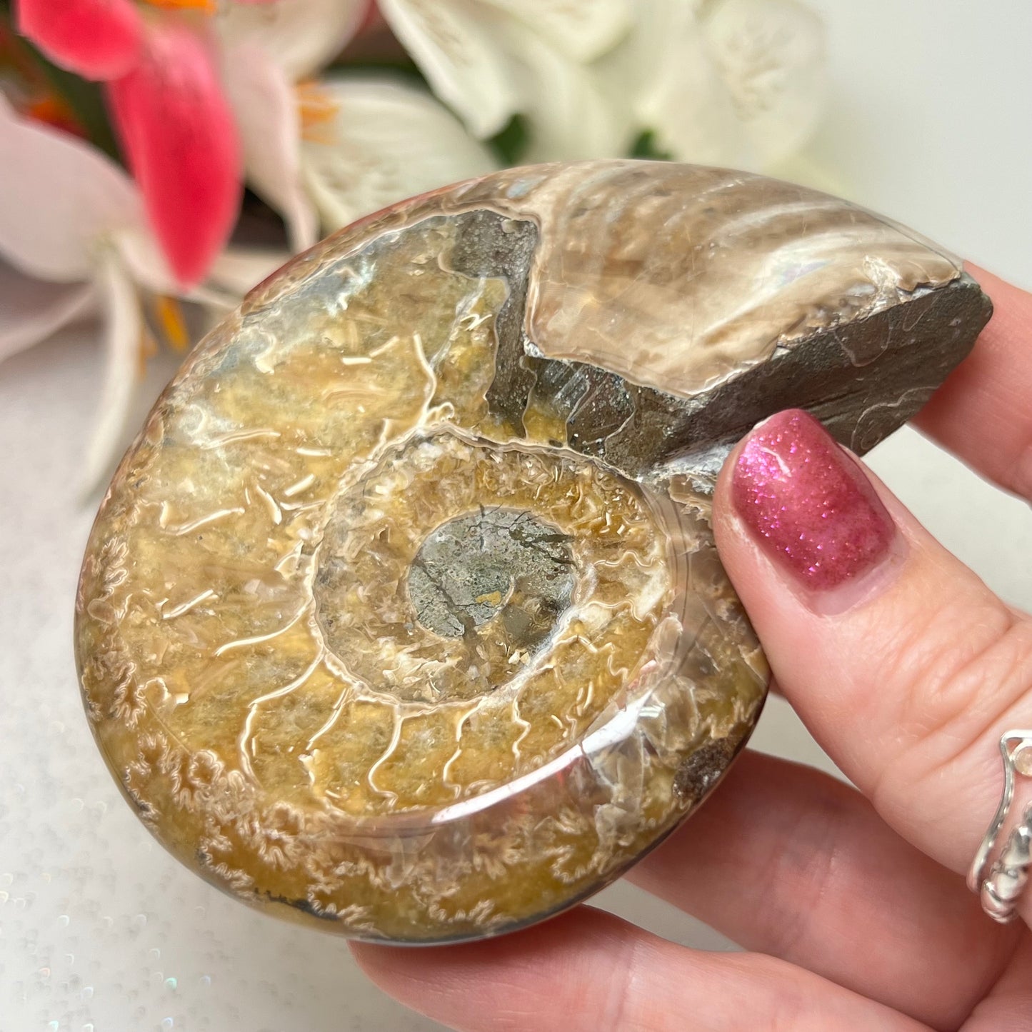 Ammonite Fossil