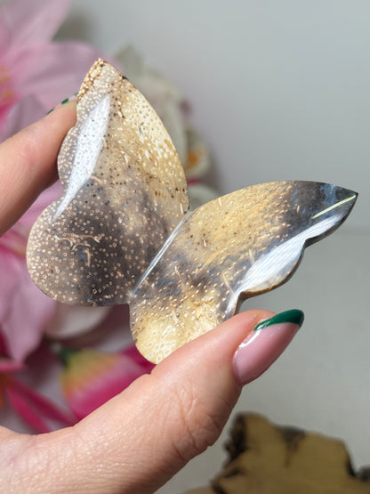 Palm Root Butterfly (Indonesia)