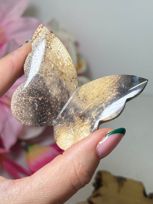 Palm Root Butterfly (Indonesia)