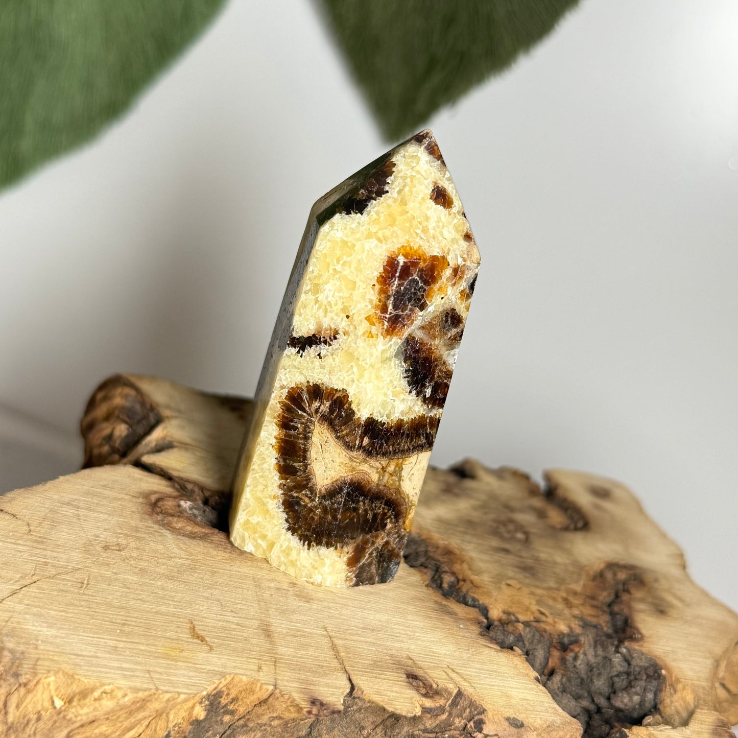 Septarian Point