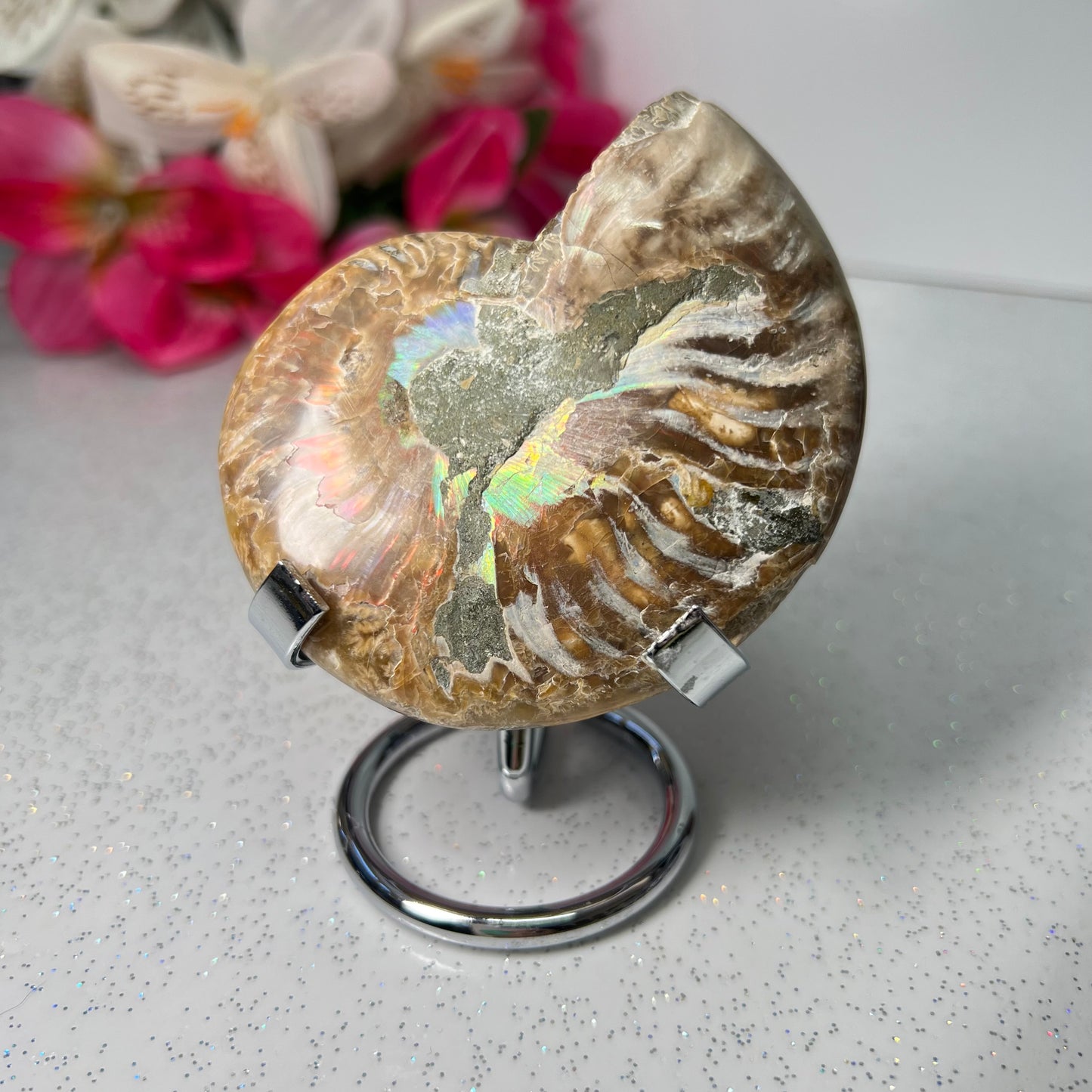 Ammonite Fossil