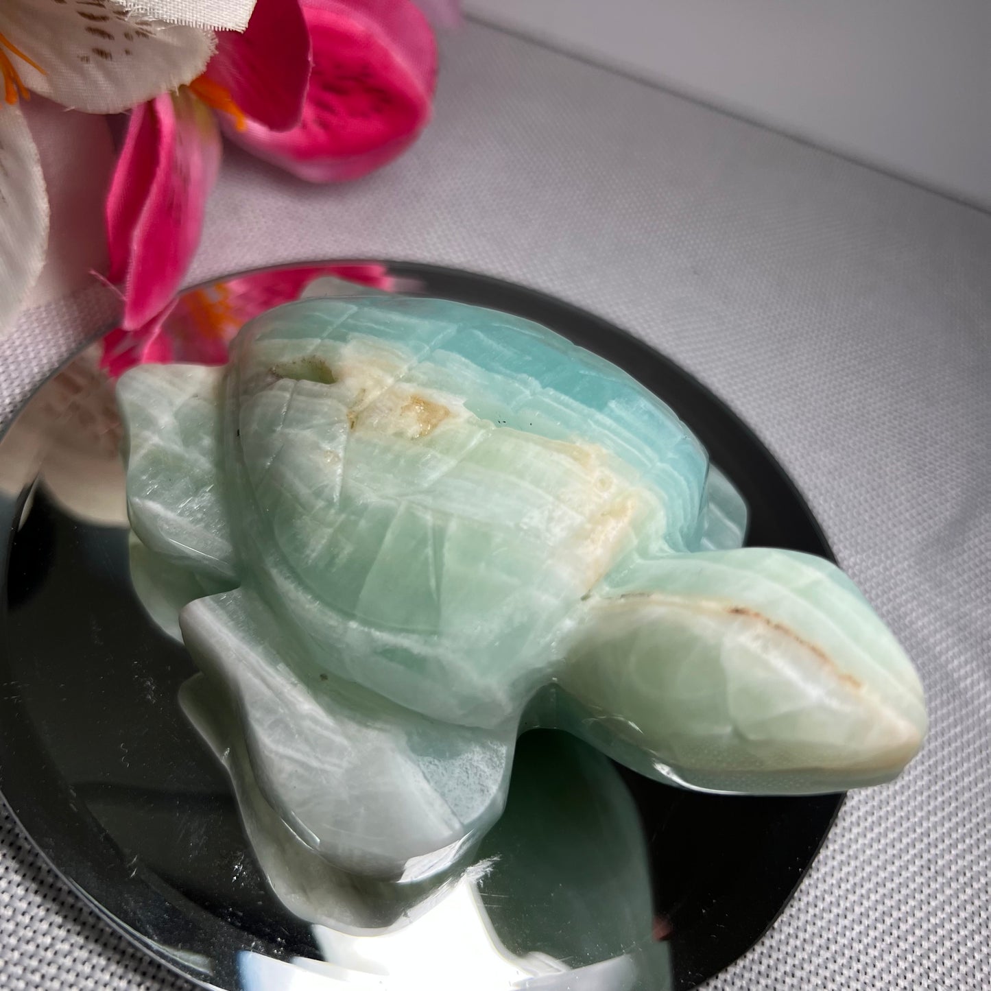 Large Caribbean Calcite Turtle