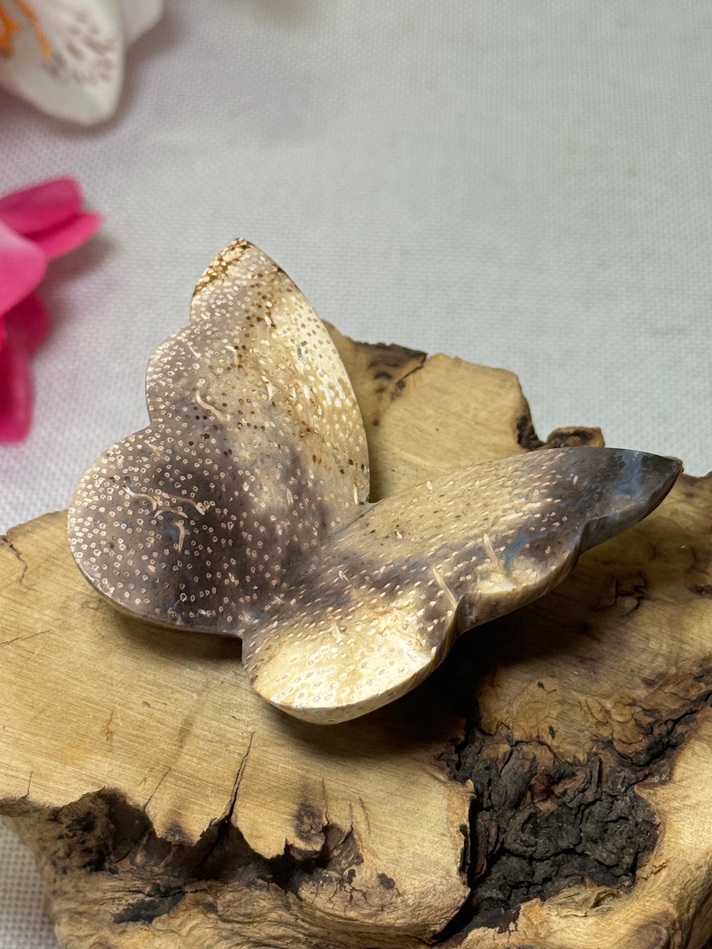Palm Root Butterfly (Indonesia)