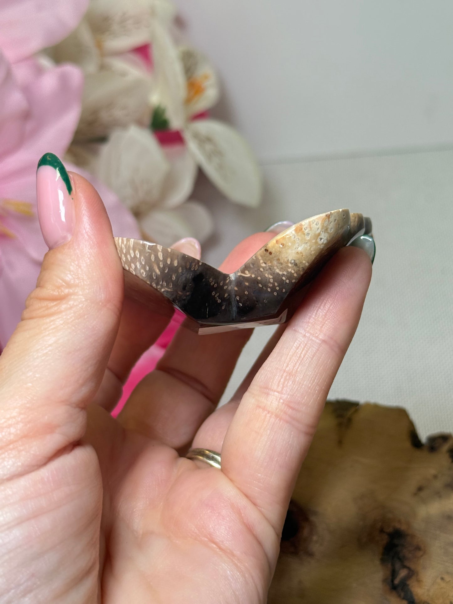 Palm Root Butterfly (Indonesia)