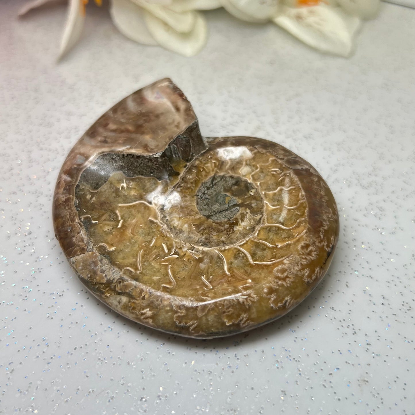 Ammonite Fossil